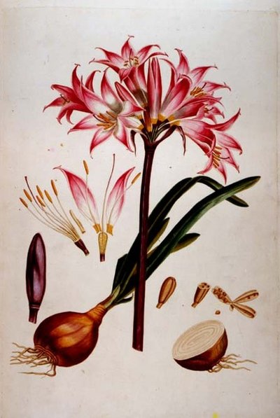 Botanisk plate fra `Plantae Selectae