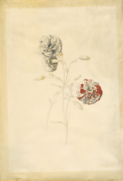  av Georg Dionysius Ehret