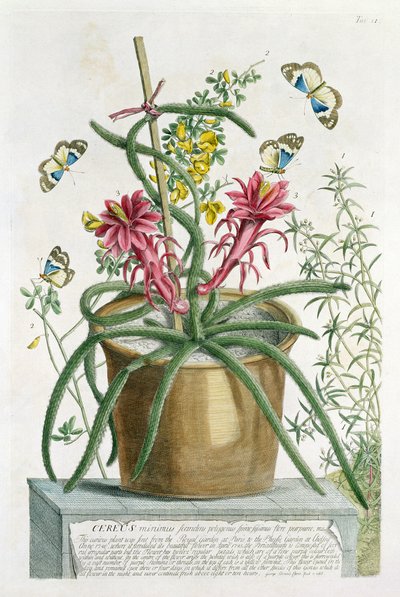 Cereus Minimus, ca. 1745 (farget lito) av Georg Dionysius Ehret
