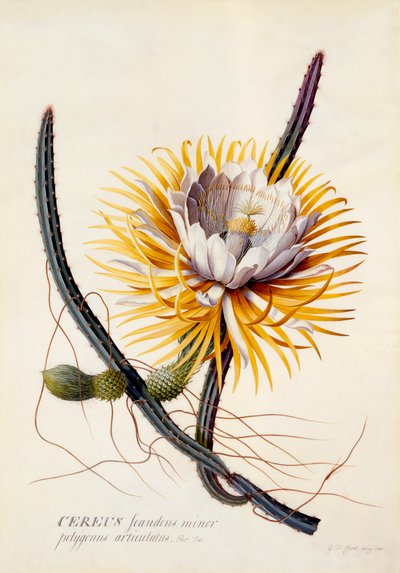Cereus Nattens dronning, ca. 1744 håndfarget gravering. av "Georg Dionysius Ehret
