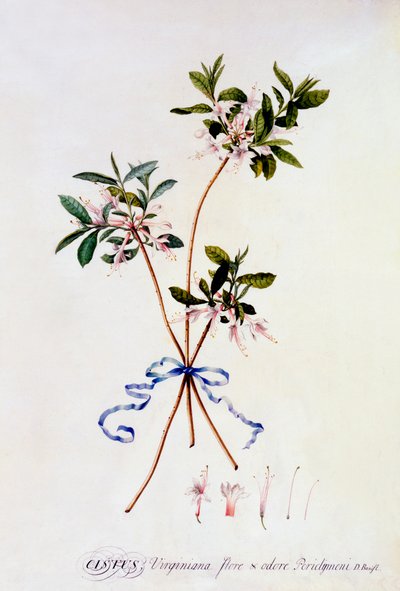 Cistus Virginiana, ca. 1743 håndfarget gravering. av "Georg Dionysius Ehret