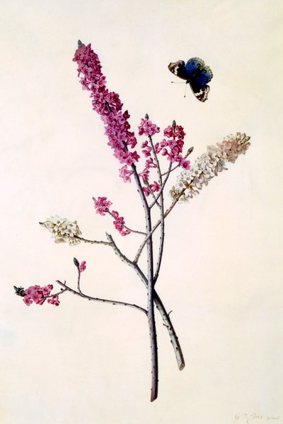 Daphne Mezereum med sommerfugl, ca. 1740 håndfarget gravering. av "Georg Dionysius Ehret