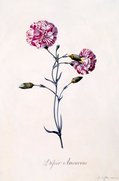 Difor Amourius-nellik, ca. 1745 håndfarget gravering. av "Georg Dionysius Ehret