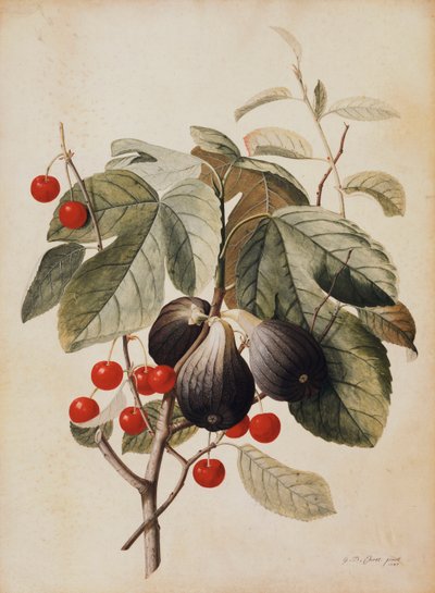 Fiken og kirsebær, 1747 av Georg Dionysius Ehret