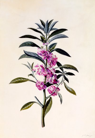 Hagebalsam Impatiens Balsamina, ca. 1746 håndfarget gravering. av "Georg Dionysius Ehret
