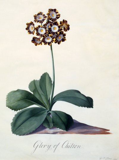 Glory of Chilton c. 1745 håndfarget gravering. av "Georg Dionysius Ehret