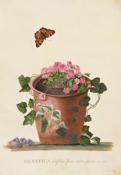 Hepatica trifolia (Nobilis), 1745 (gouache på vellum) av Georg Dionysius Ehret