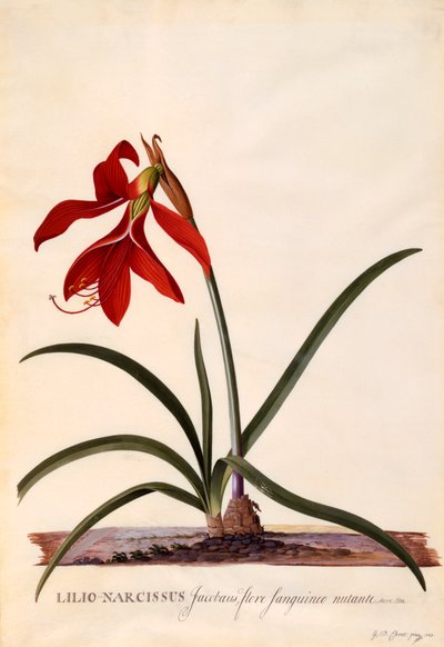 Lilio-Narcissus Jaobean Lily, ca. 1743 håndfarget gravering. av "Georg Dionysius Ehret