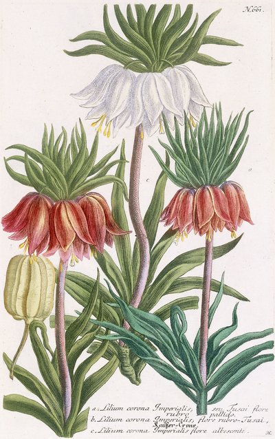 Keiserliljekrone av Georg Dionysius Ehret