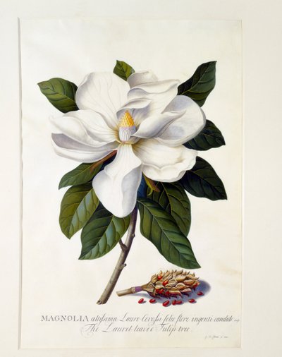 Magnolia Grandiflora, ca. 1743 håndfarget gravering. av "Georg Dionysius Ehret