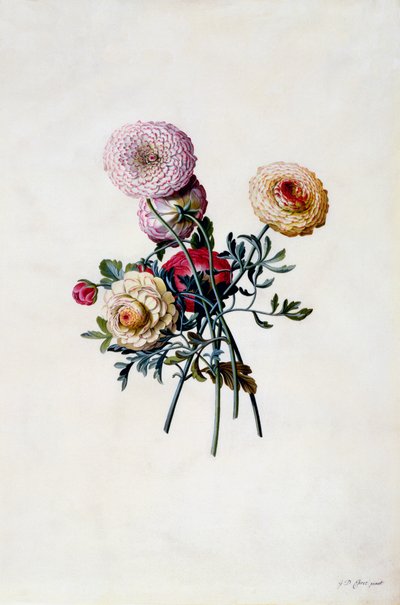 Blandede ranunkler, ca. 1743 håndfarget gravering. av "Georg Dionysius Ehret