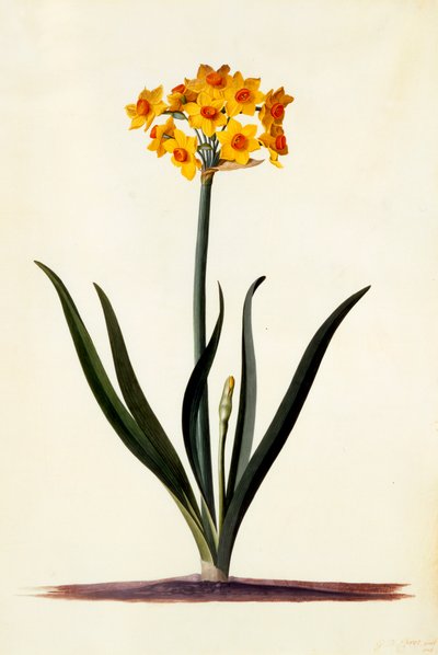 Narcissus, ca. 1745 håndfarget gravering. av "Georg Dionysius Ehret