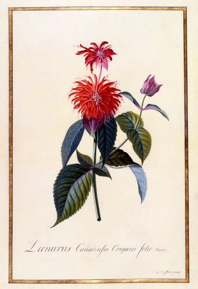 Oswego Tea Plant, c 1740 håndfarget gravering. av "Georg Dionysius Ehret