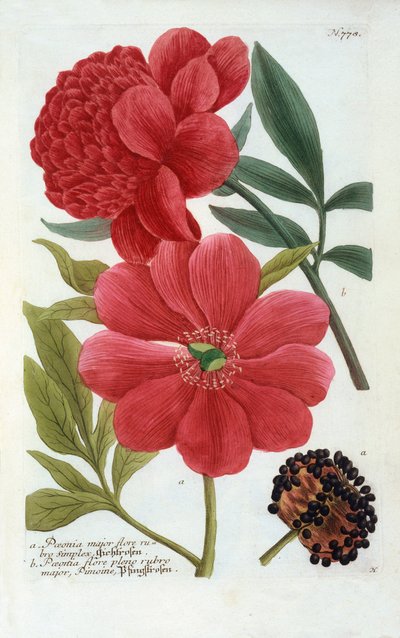 Paeonia, hand coloured engraving.    1137940   no       norwegian Successfully Translated  Original: Krishna doodt de demon Sri Gala (scene uit de Harivamsa) Translat: Krishna doodt de demon Sri Gala (scene uit de Harivamsa) 1390963 no norwegian Successful av "Georg Dionysius Ehret