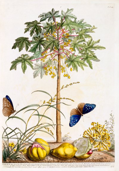 Papaya, ca. 1748 håndfarget gravering. av "Georg Dionysius Ehret