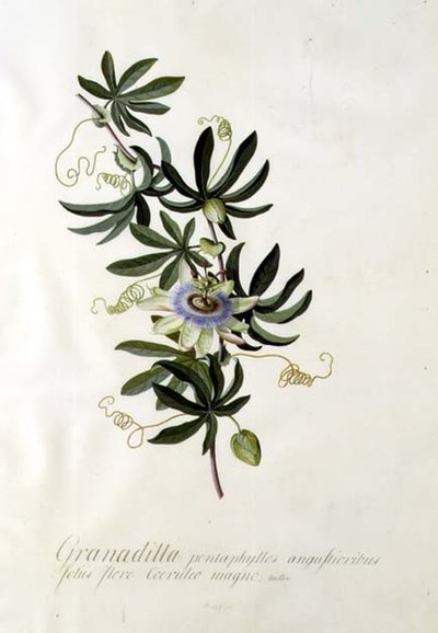 Pasjonsblomst av Georg Dionysius Ehret