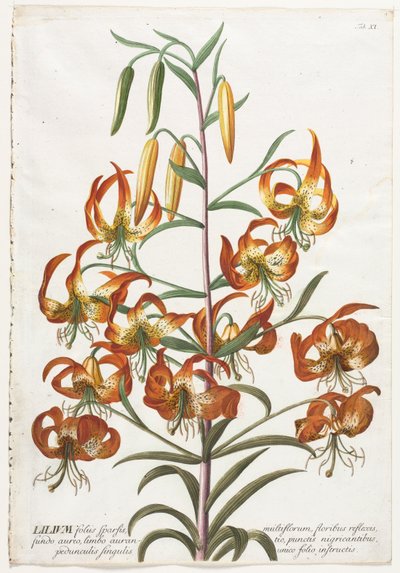 Utvalgte planter 11 - Lily. av Georg Dionysius Ehret