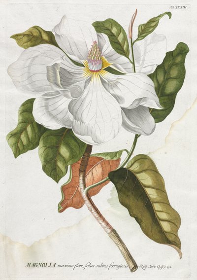 Utvalgte planter 33 - Magnolia. av Georg Dionysius Ehret