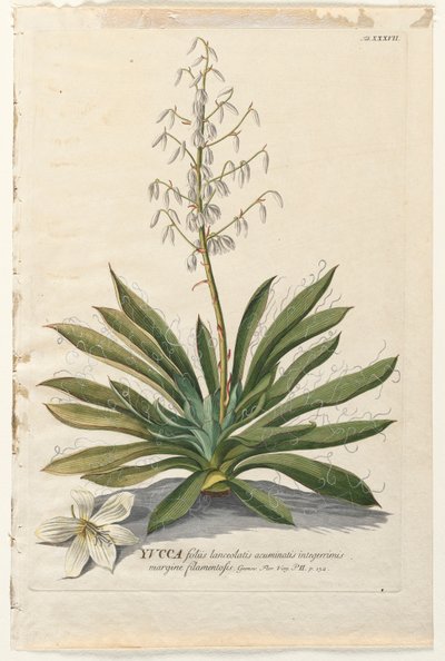 Utvalgte planter 37 - Yucca. av Georg Dionysius Ehret