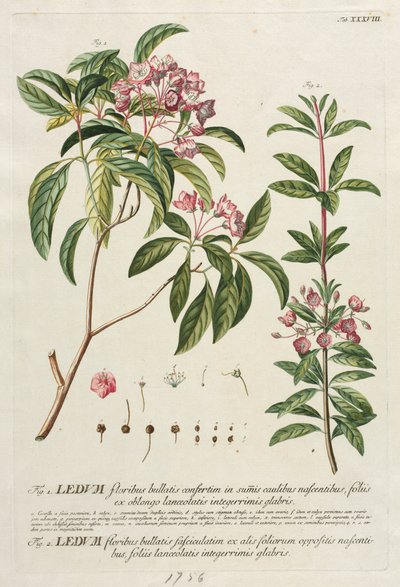 Utvalgte planter 38 av Georg Dionysius Ehret