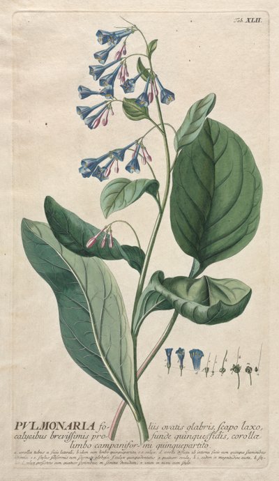 Utvalgte planter 42 - Pulmonaria. av Georg Dionysius Ehret