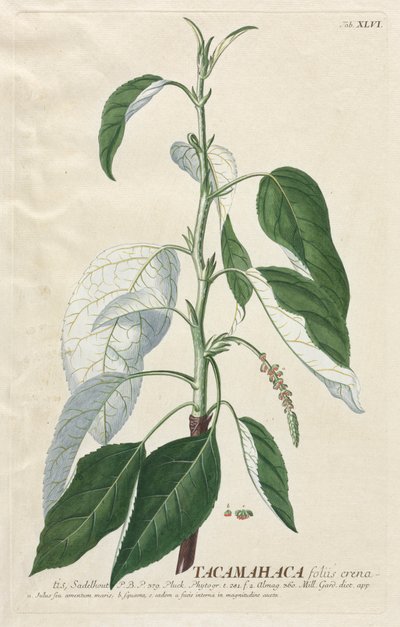 Utvalgte planter 46 Tacamahaca. av Georg Dionysius Ehret