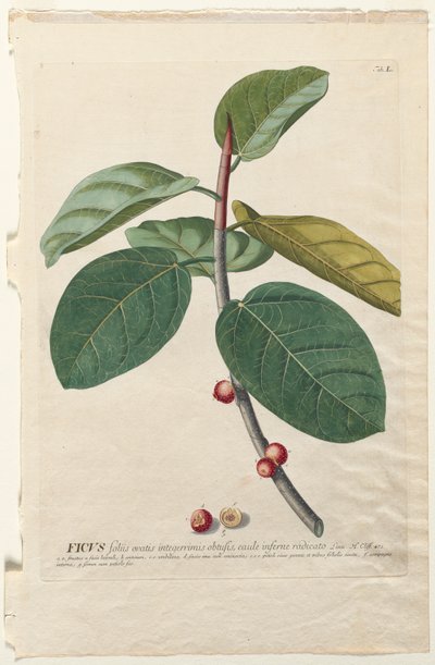 Utvalgte planter 50 Ficus av Georg Dionysius Ehret