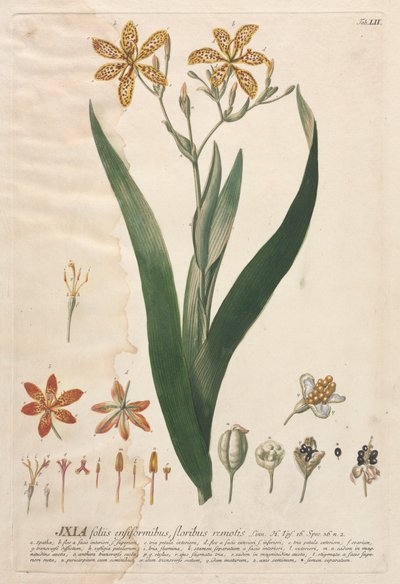Utvalgte planter 52 - Ixia. av Georg Dionysius Ehret