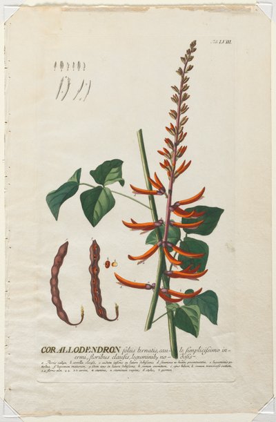 Utvalgte planter 58 - Corallodendron. av Georg Dionysius Ehret
