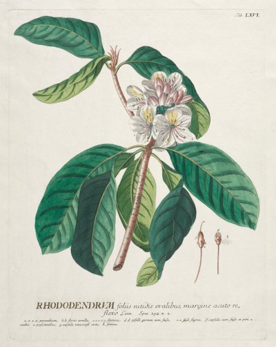 Utvalgte planter 66 - Rhododendron. av Georg Dionysius Ehret