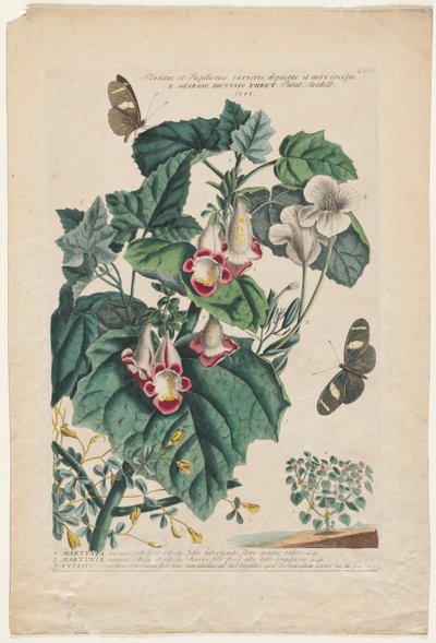 Sjeldnere planter og sommerfugler: Martynia av Georg Dionysius Ehret