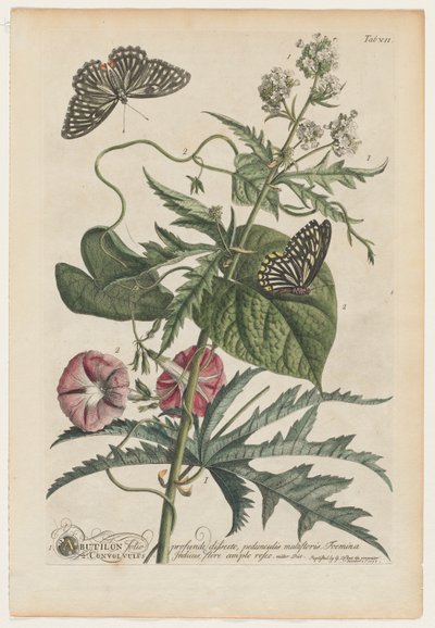 Sjeldnere planter og sommerfugler: Nei. 7 av Georg Dionysius Ehret