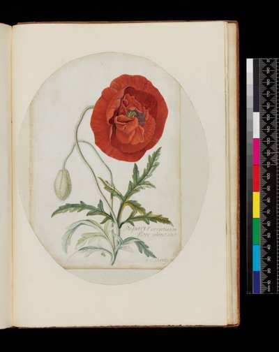 Valmue (Papaver erraticum), 1772 (blyant, wc og kroppsfarge på vellum) av Georg Dionysius Ehret