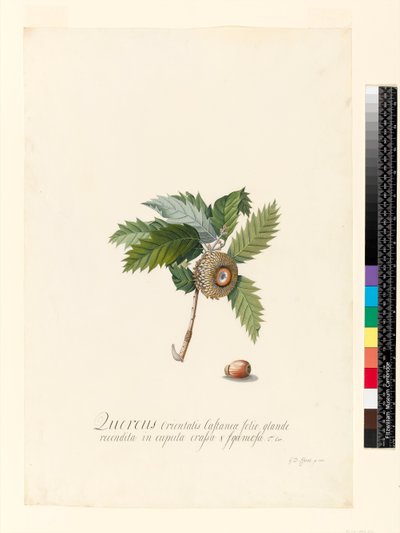 Quercus Orientalis, 1742 (wc og kroppsfarge på vellum) av Georg Dionysius Ehret