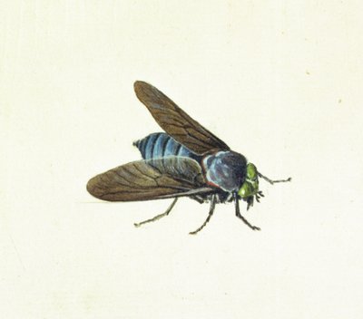 Hestefluen, 1700-tallet av Georg Dionysius Ehret