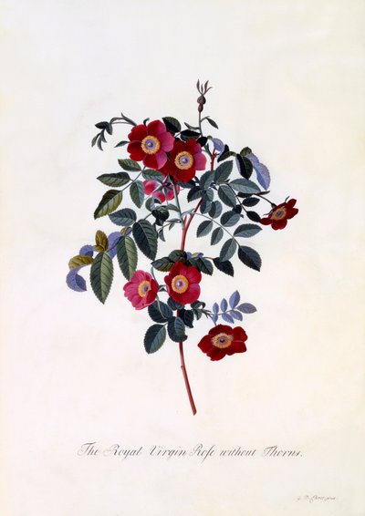 The Royal Virgin Rose uten torner, ca. 1745 håndfarget gravering. av "Georg Dionysius Ehret