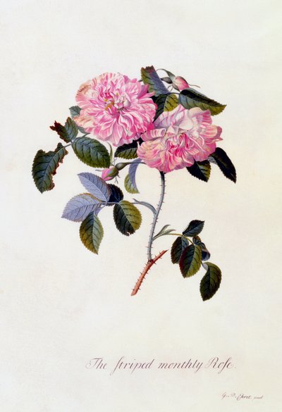 Den stripete månedsrosen, ca. 1745 håndfarget gravering. av "Georg Dionysius Ehret