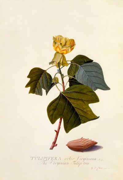 The Virginian Tulip Tree, ca. 1743 håndfarget gravering. av "Georg Dionysius Ehret