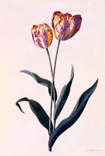 Tulipan, ca. 1744 håndfarget gravering. av "Georg Dionysius Ehret