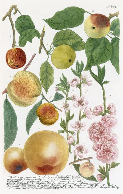 Diverse epler av Georg Dionysius Ehret