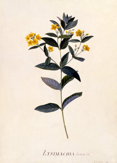 Yellow Loosestrife, ca. 1760 (håndfarget gravering) av Georg Dionysius Ehret