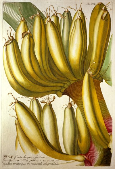 Young Bananas, fra C. J. Trews "Plants Selected", 1750-73 av Georg Dionysius Ehret