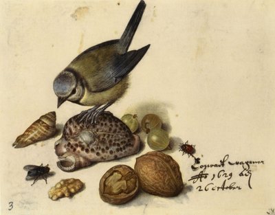 Stilleben med blåmeis, skjell, frukt og insekter, 1629. av Georg Flegel