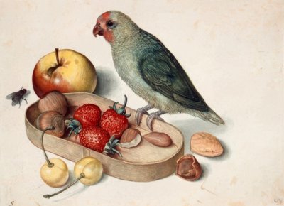 Stilleben med dvergpapegøye av Georg Flegel