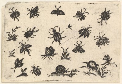 Små motiver av insekter og planter, 1596. av Georg Herman