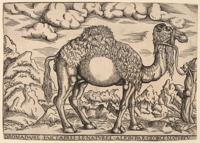 En Dromedar av Georg Mattheus
