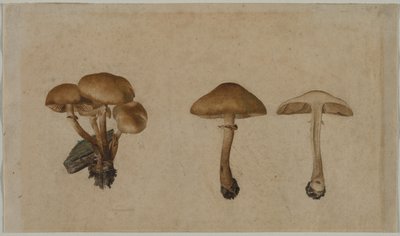 Sopp av Georg Wilhelm Baurenfeind
