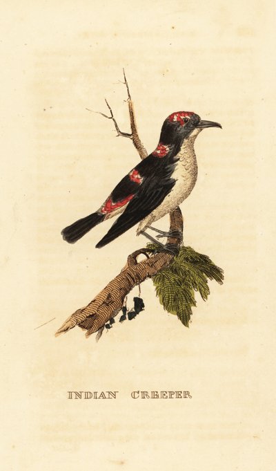 Amerikansk treecreeper eller brun creeper, Certhia americana av George (after) Edwards