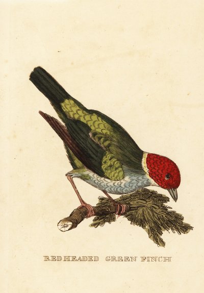 Tanager med bukhode, Tangara gyrola av George (after) Edwards