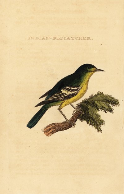 Grønnrygg fluesnapper, Ficedula elisae av George (after) Edwards